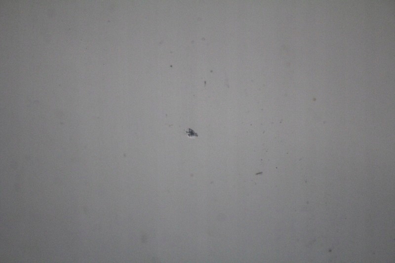 фото №7, Дверь правое перед передние 850/0 mini cooper one r56 06-10