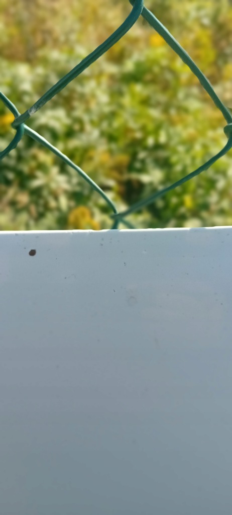 фото №13, Skoda octavia 3 iii капот lf9e