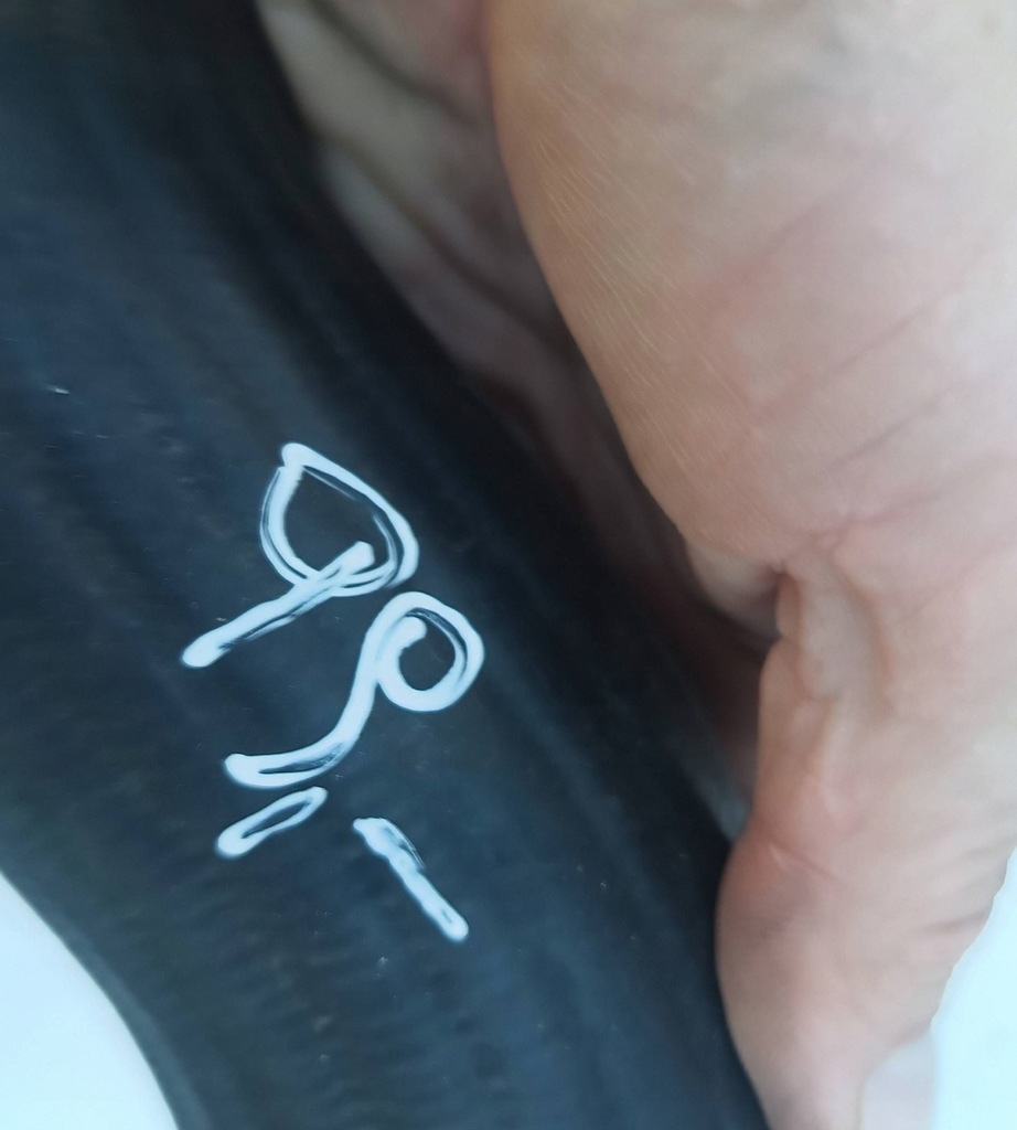 фото №3, Шланг інтеркулер hyundai tucson iii