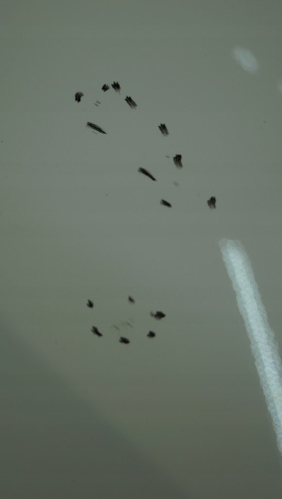 фото №12, Крыло правый перед kia picanto i lift ud