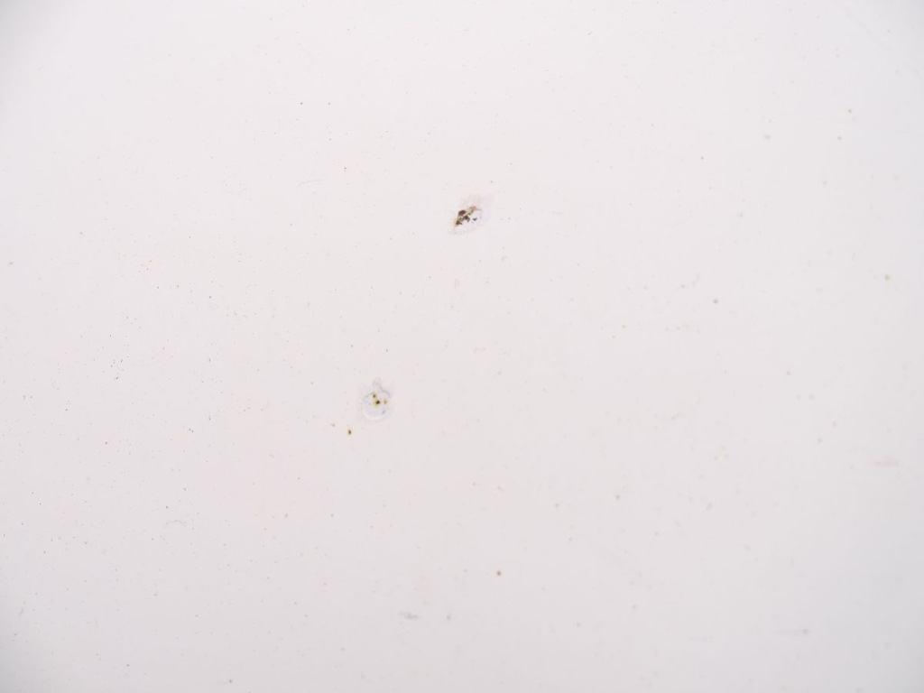 Ldv maxus 04-09 капот в Украине