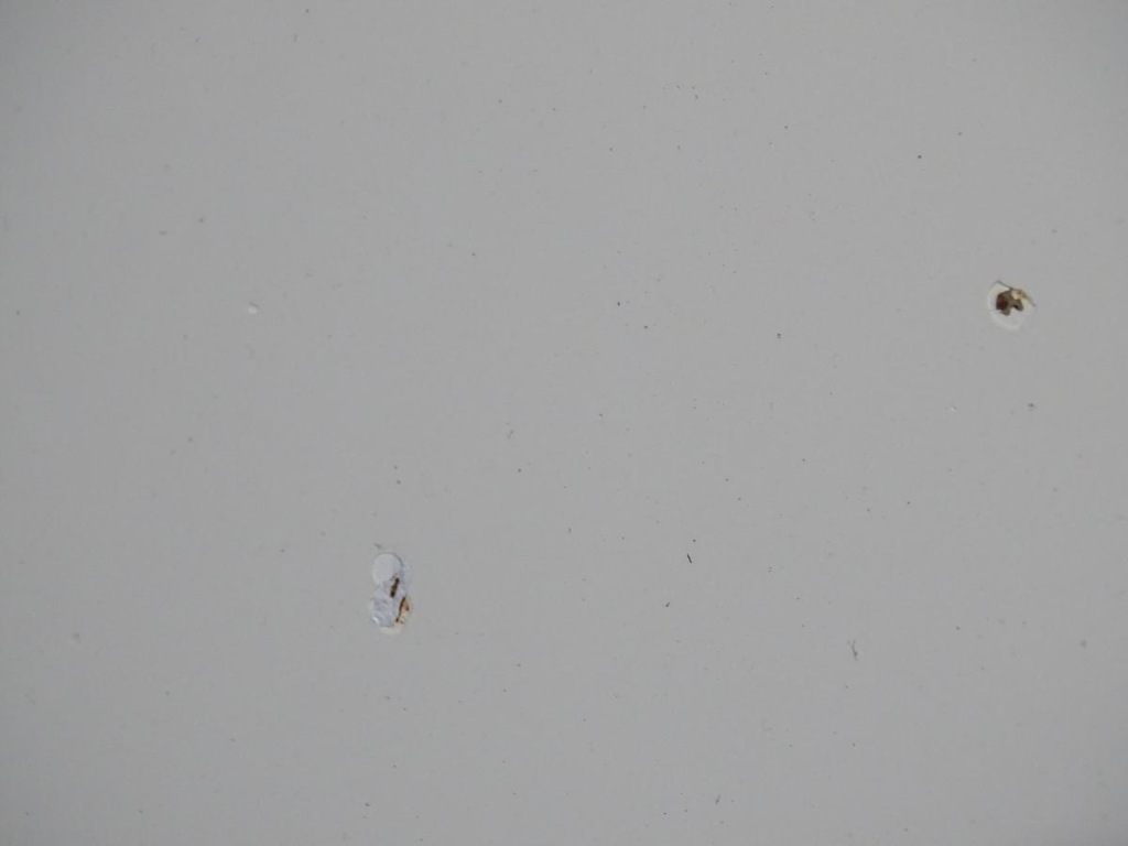 фото №11, Капот крышка двигателя хром seat alhambra i lift fl 2000-2010 la9b