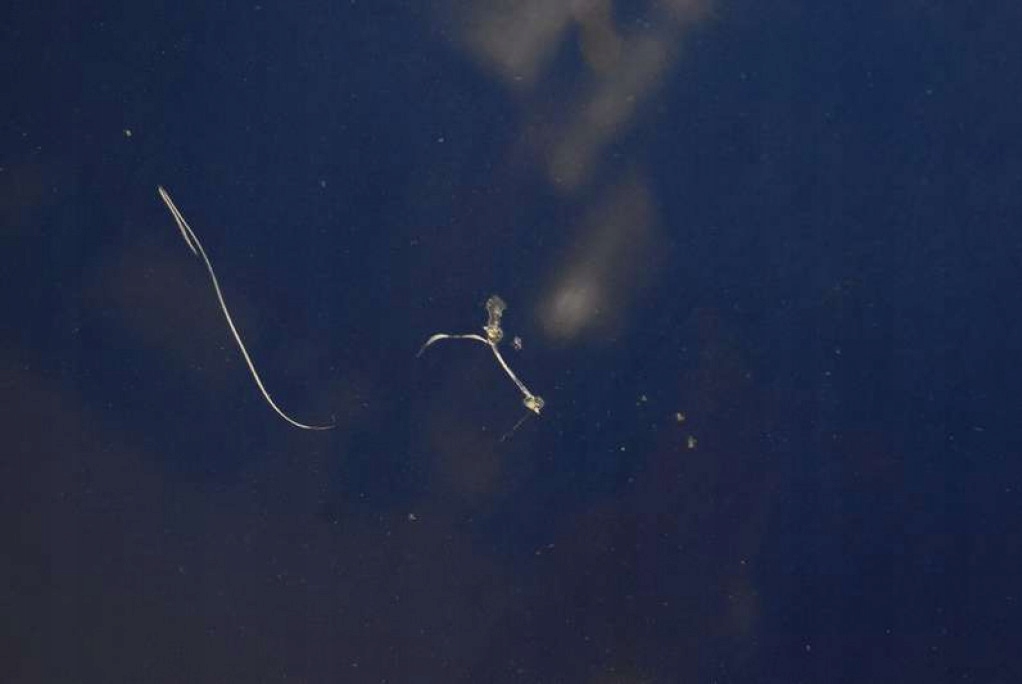 фото №12, Капот кришка двигуна niebieska volvo v50 04-12