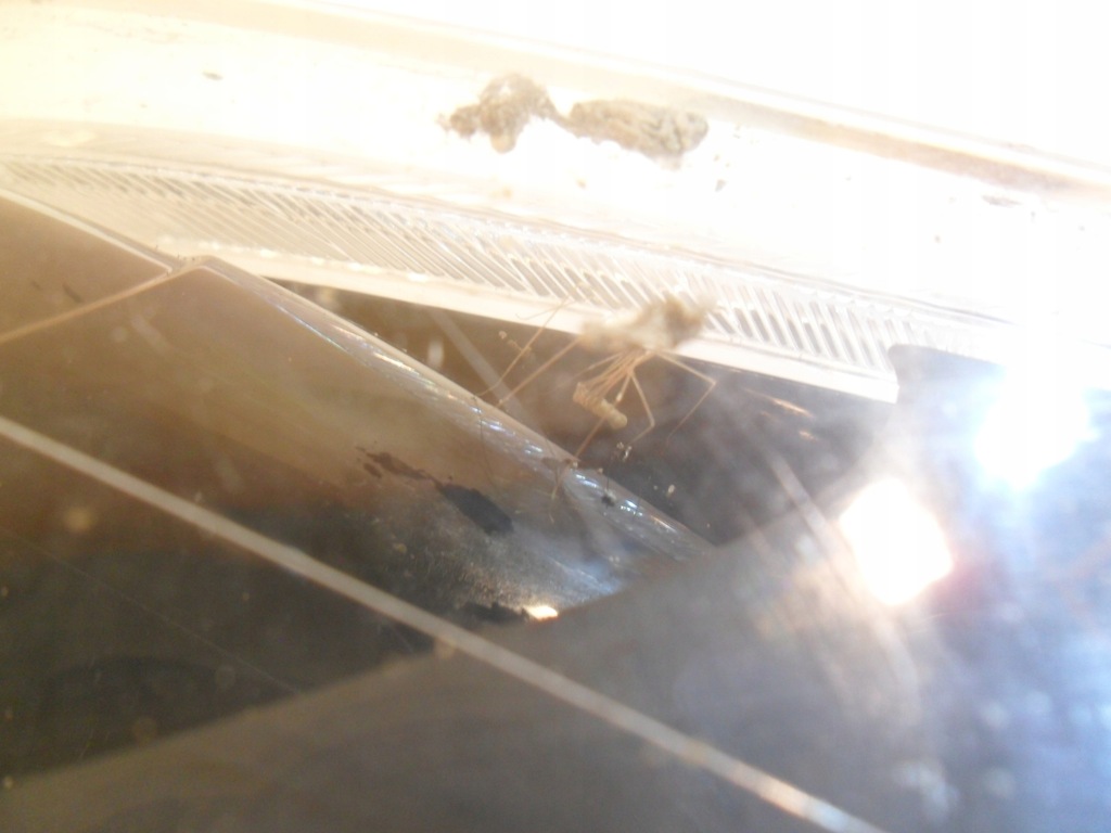 фото №14, Mazda 2 лампа правая перед передняя dg80-51030