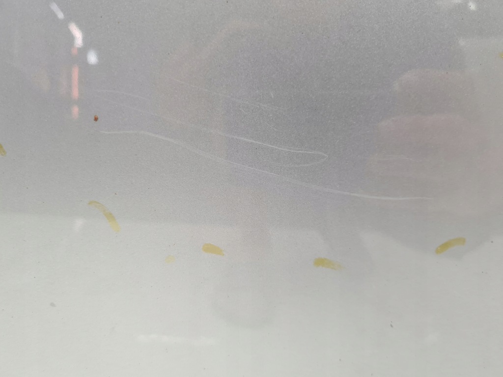 фото №10, Ford s-max mk1 капот 76