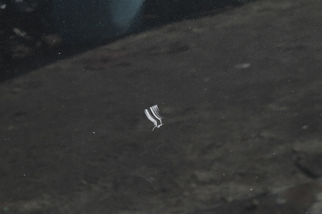 фото №5, Двері праве перед orlando gar