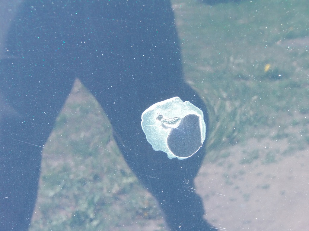 фото №6, Капот 816 mercedes c w203 2,2 cdi