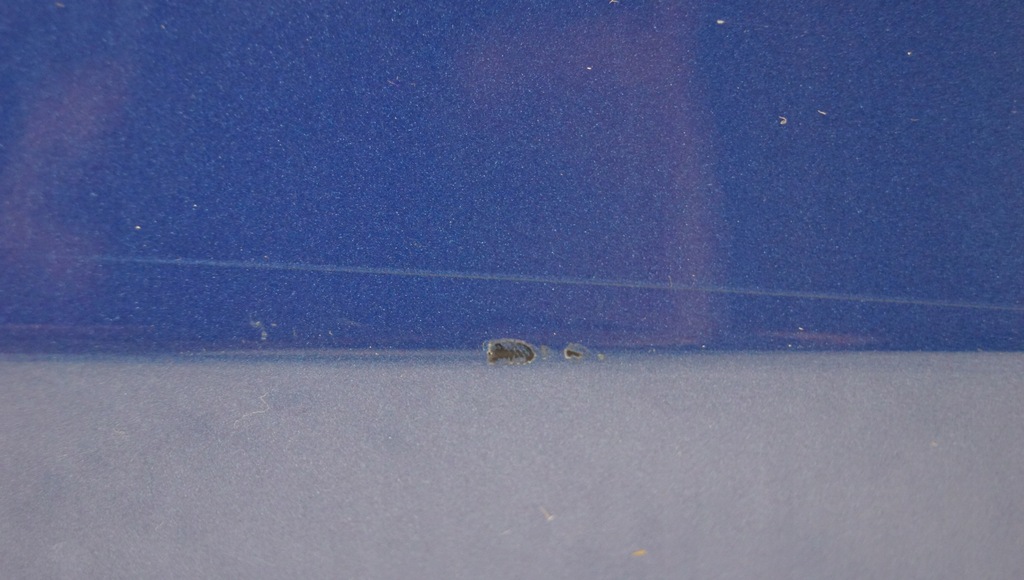 фото №12, Дверь левый перед audi a4 b8