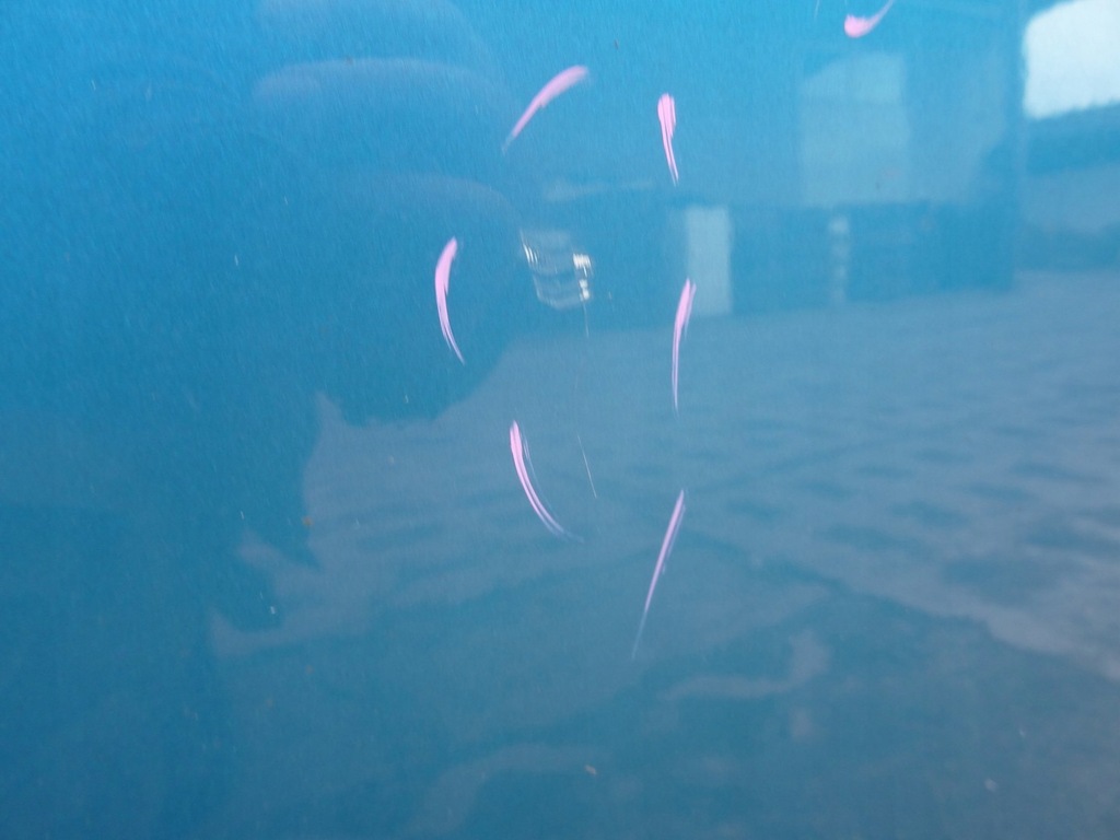 фото №5, Citroen c3 picasso дверь правое правый задняя