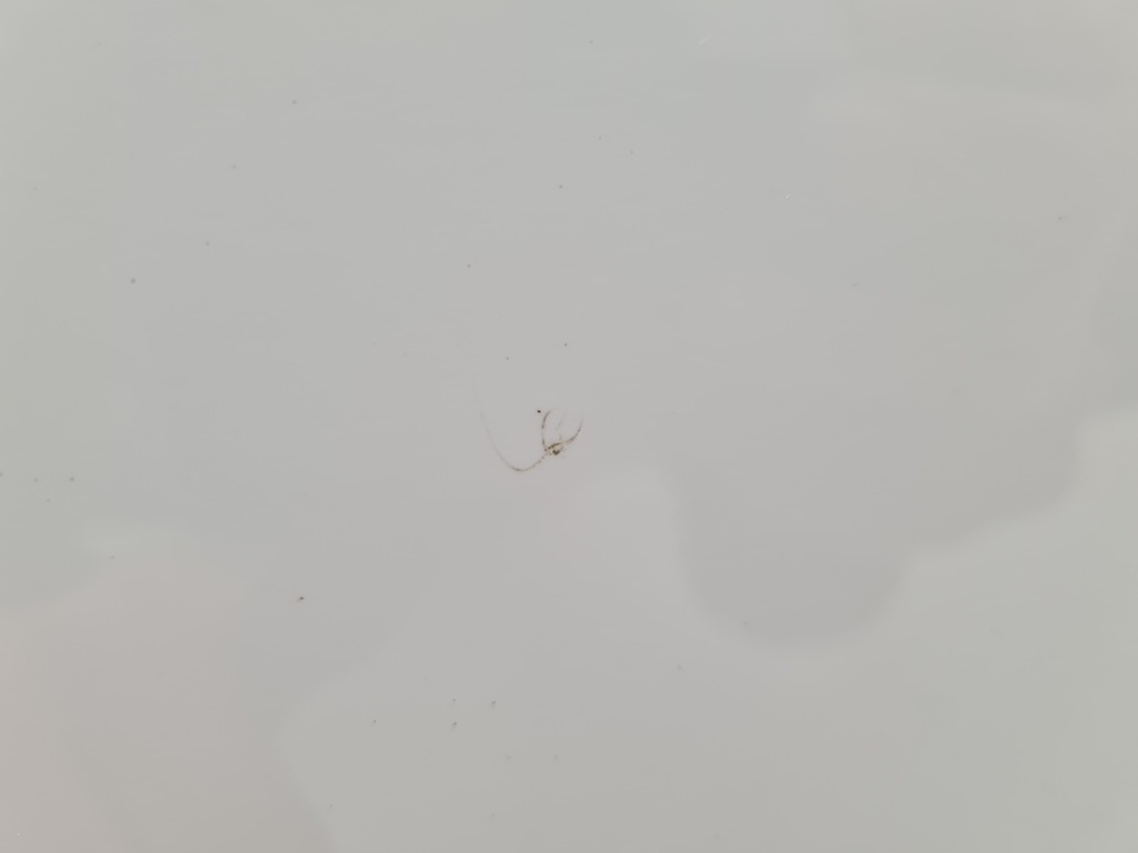 фото №12, Renault clio iv дверь правый перед dv369