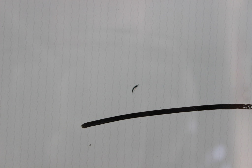 фото №4, Скло лобове передня mini r50 r53 r56 2001-2003 cooper one датчик підігрів