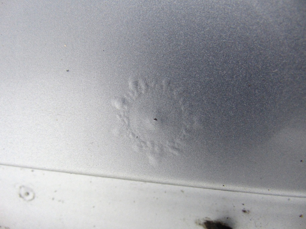 фото №7, Дверь правый перед правое передние seat exeo ls7y