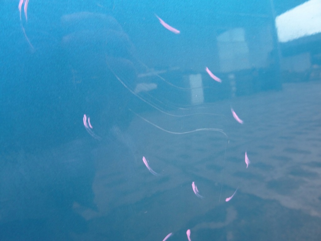 фото №6, Citroen c3 picasso дверь правое правый задняя