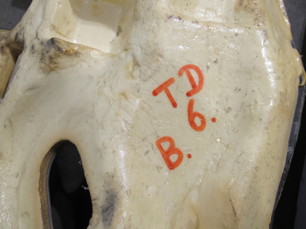 фото №6, Ducato iii boxer ii jumper ii обшивка килимок