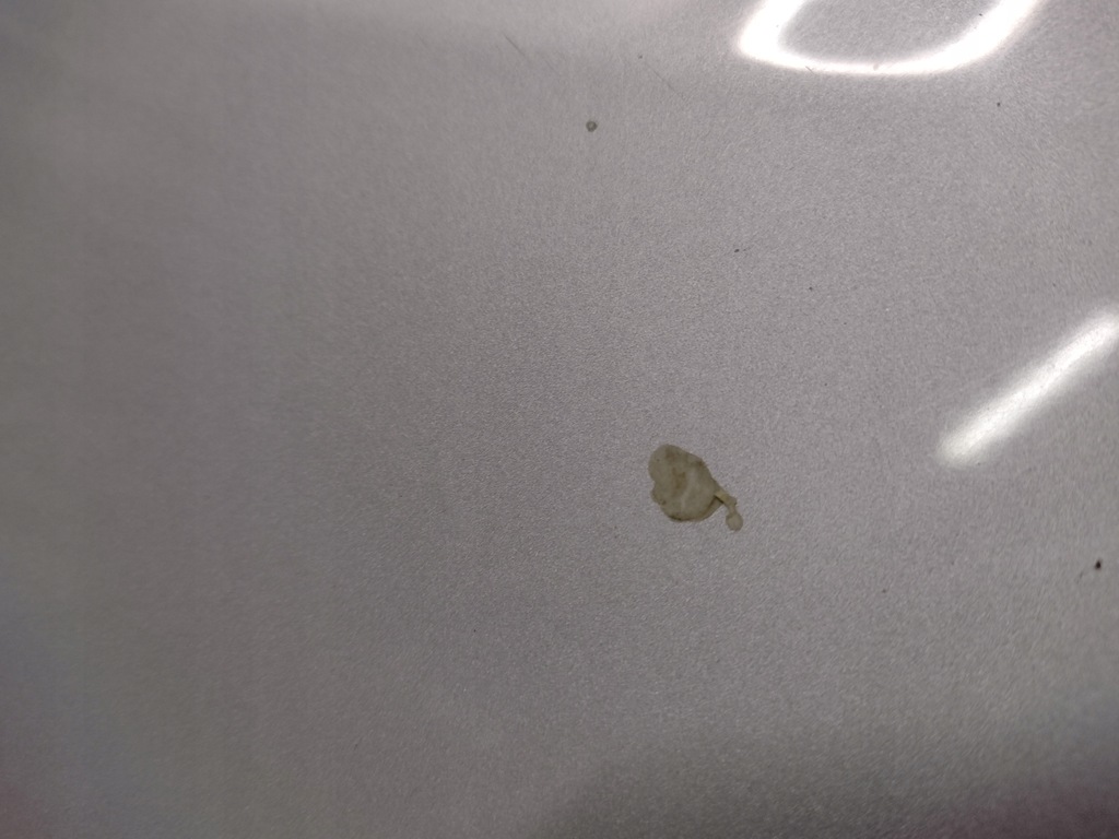 фото №7, Капот крышка двигателя nissan almera n16 hb 5d k: kl0