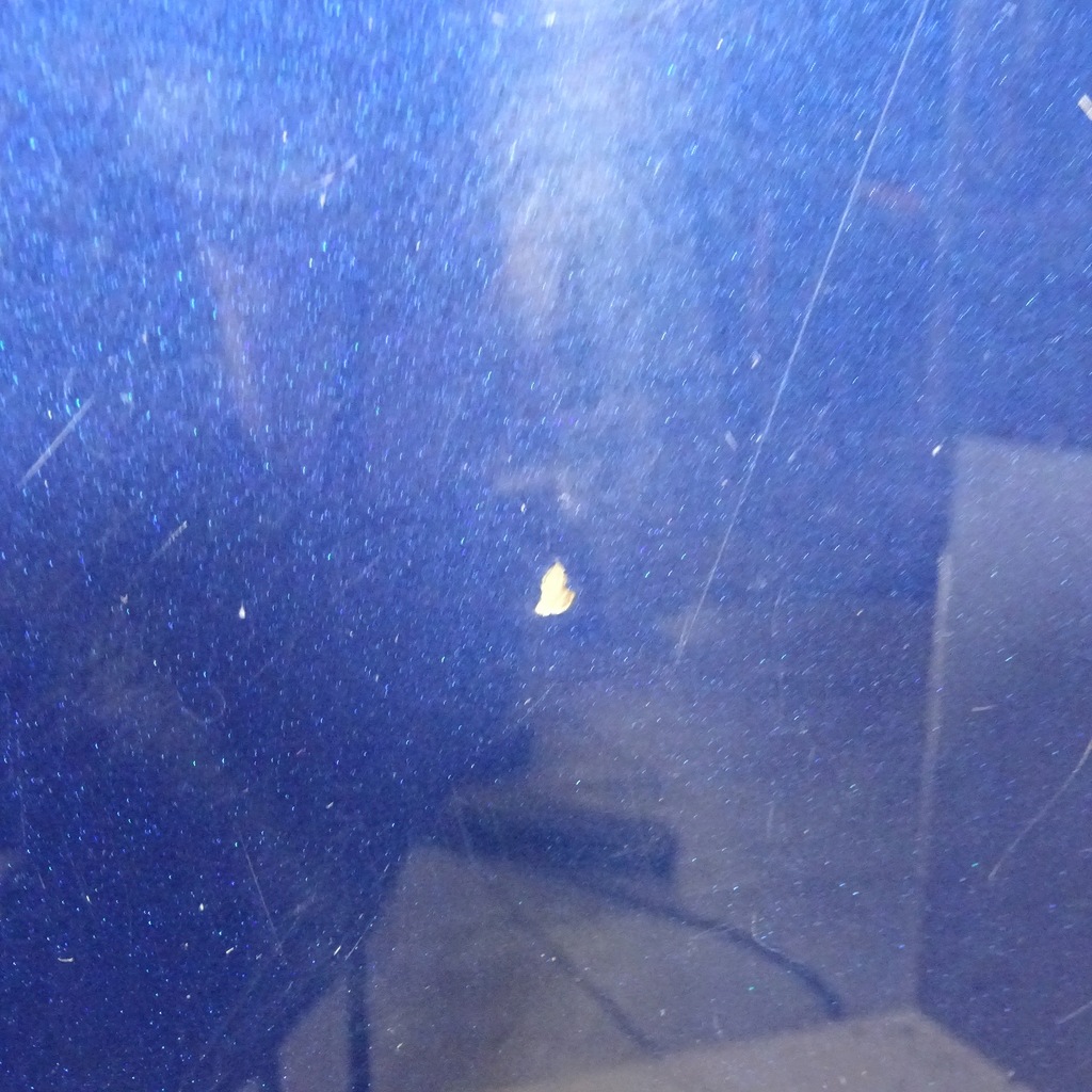 фото №4, Toyota avensis t25 капот передняя 8p4