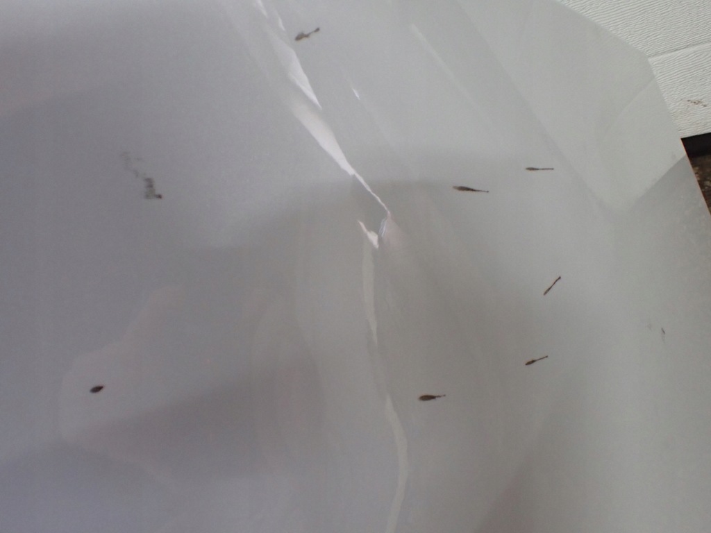 фото №15, Бампер задняя pdc renault grand scenic iii europa 2011 white teqnc 8258