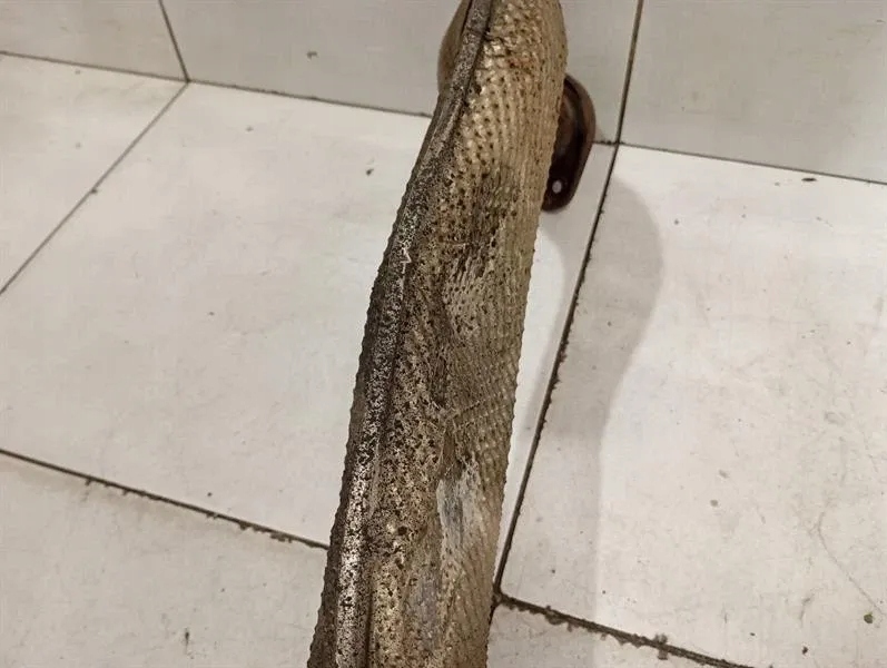 фото №7, Выхлоп porsche cayman 718 982251187 xlx wadliwy гаситель выхлоп-