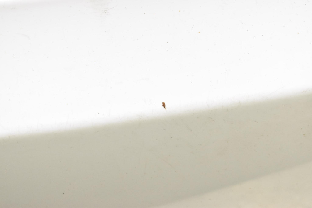 фото №8, Бампер задня задній pbcw pdc tesla model s performance 12-20