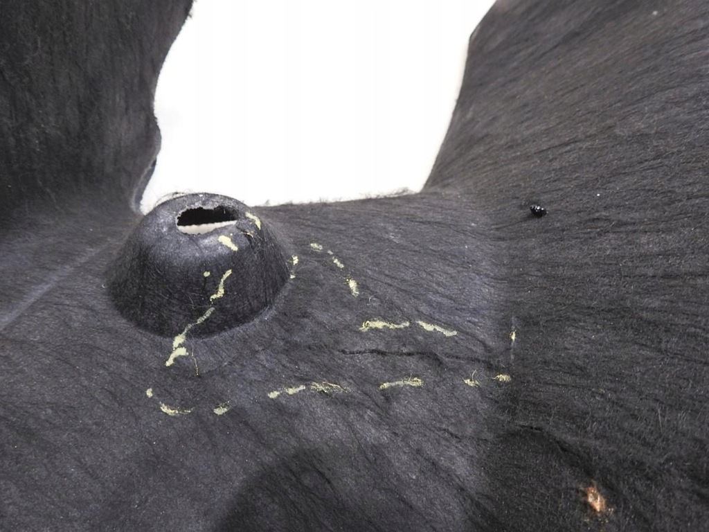 фото №8, Оббивка багажника лівий задня renault latitude