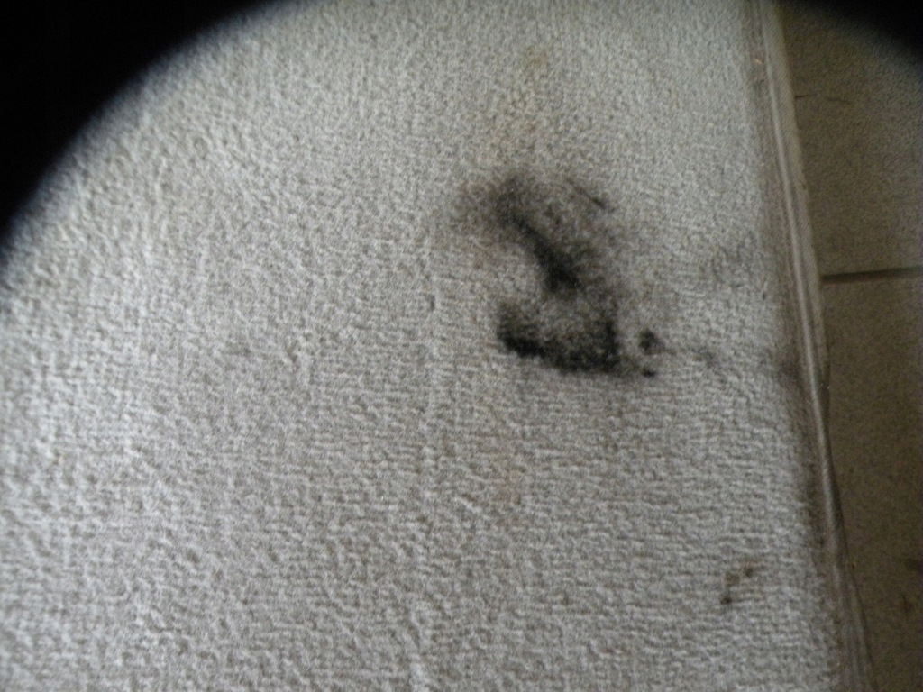 фото №11, Volvo v50 заднє сидіння задня шкіра