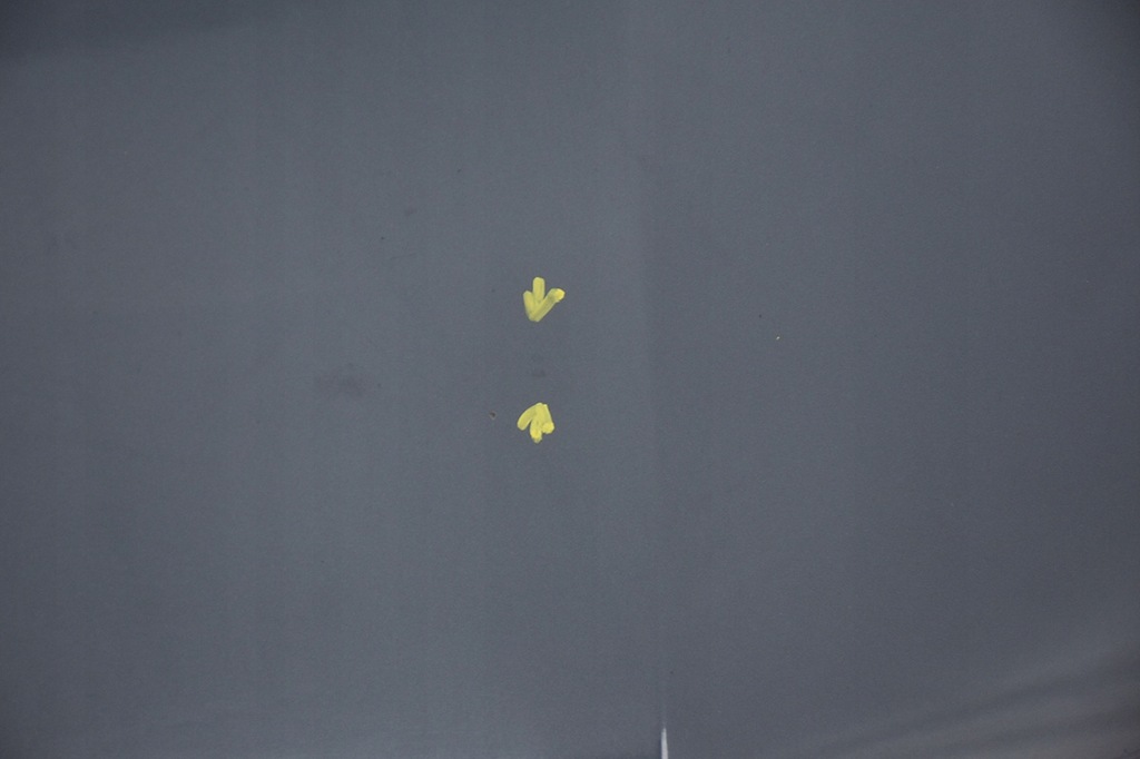 фото №6, Капот кришка двигуна opel insignia a