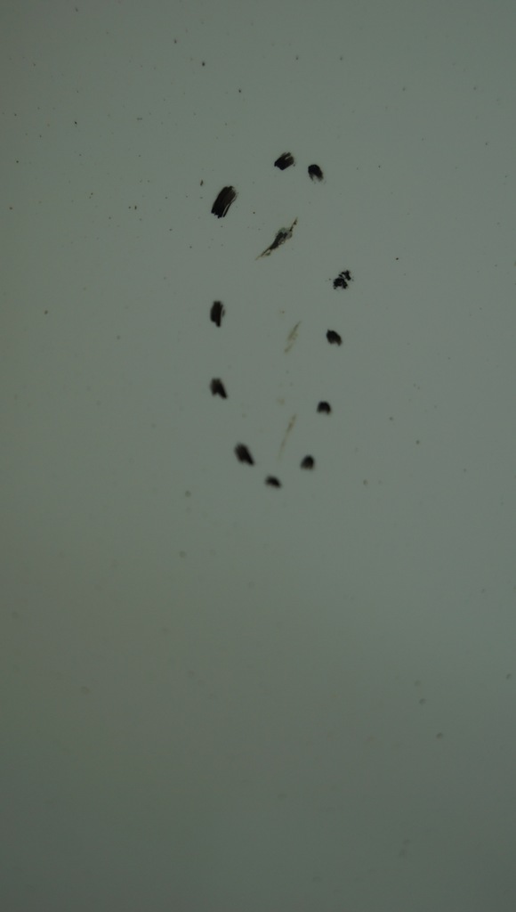 фото №10, Peugeot 207 sw lift капот кришка перед ewpb