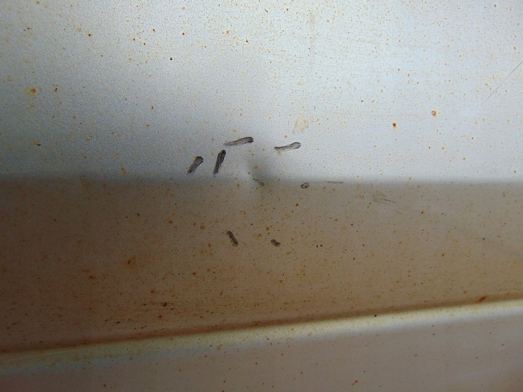 фото №10, Дверь левый перед hyundai h1 2007-