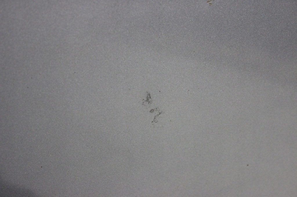 фото №7, Капот крышка двигателя seat toledo iii 2004- ls5v