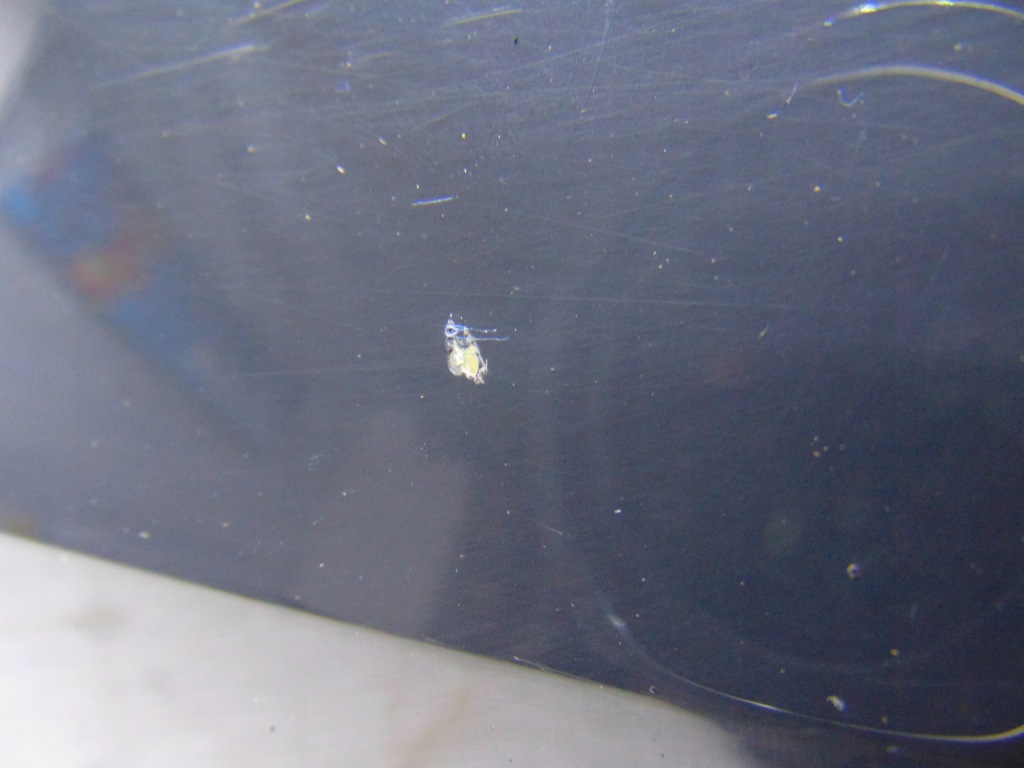 фото №6, Дверь правый правое задняя задние vw golf vii sportsvan цвет li7f