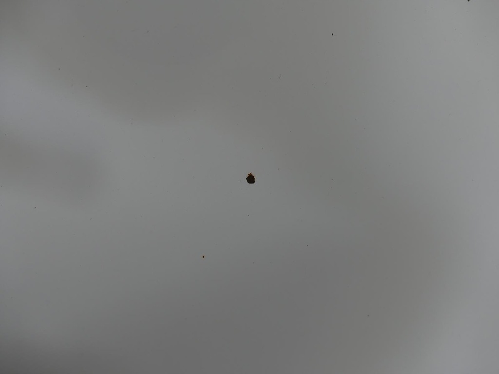 фото №8, Renault master ii капот кришка двигуна шумоізоляція капот 389 movano