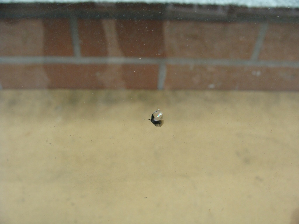 фото №8, Стекло лобовое передняя citroen c4 cactus uwaga