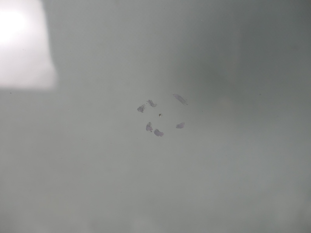 фото №7, Nissan pathfinder r51 lift стекло лобовое navara