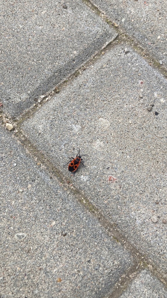 фото №10, Mercedes-benz w238 e kl coupe молдинг поріг права a2386907402