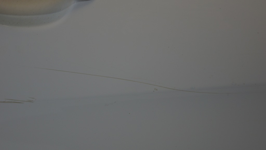 фото №6, Дверь правый перед seat leon ii lift