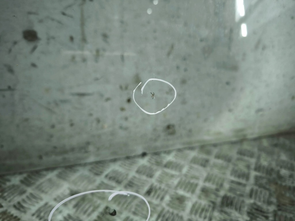 фото №6, Mitsubishi outlander 2008 стекло передняя / лобовое