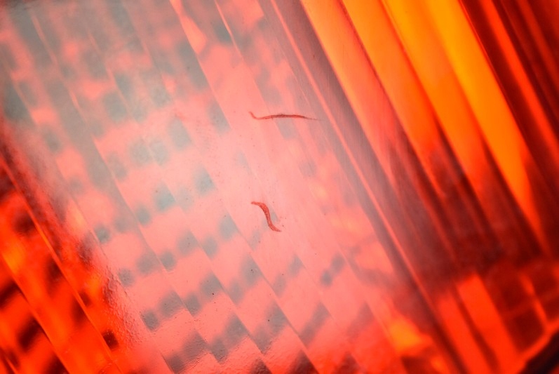 фото №8, Лампа правая задняя задняя 02-51 toyota corolla e12 hb 3d 02-07