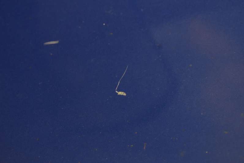 фото №9, Дверь правое перед передние niebieskie honda jazz 3 iii 08-15