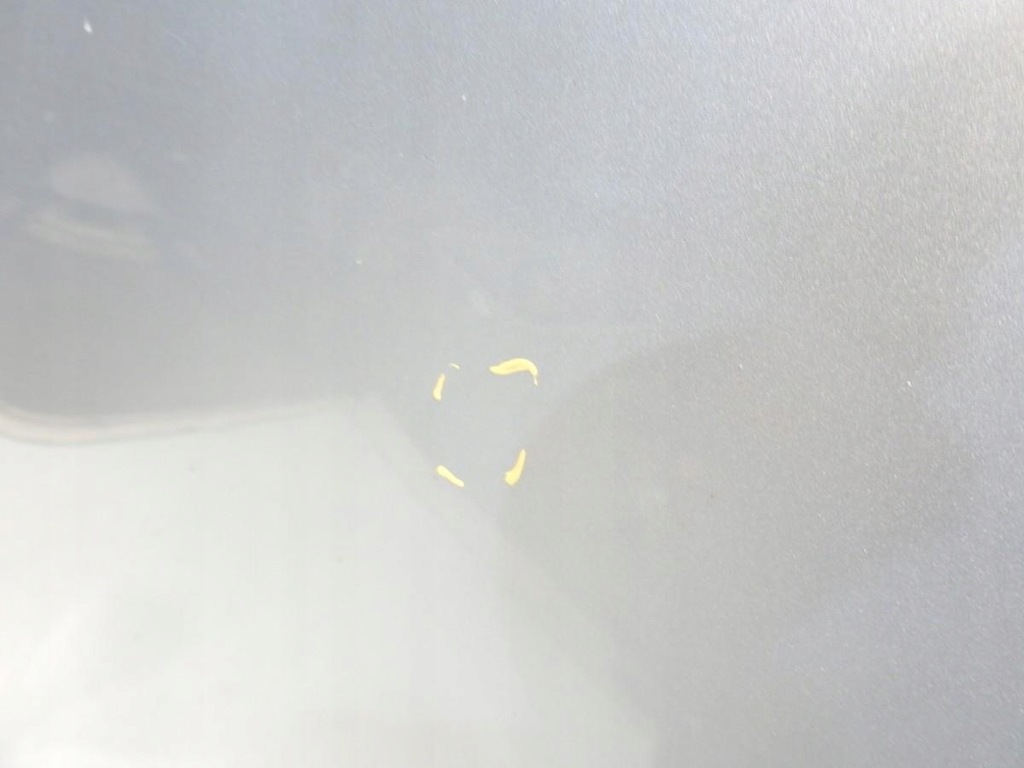 фото №7, Капот 775 mercedes r w251