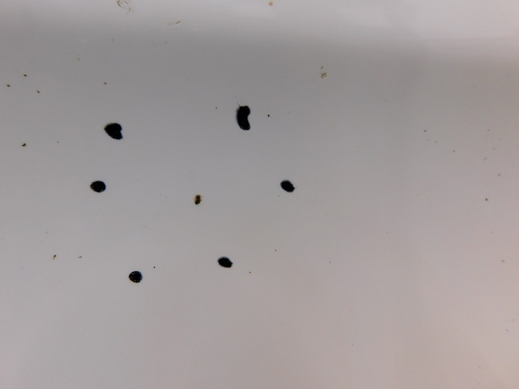 фото №6, Дверь правое перед transit connect 1.8tdci 06r