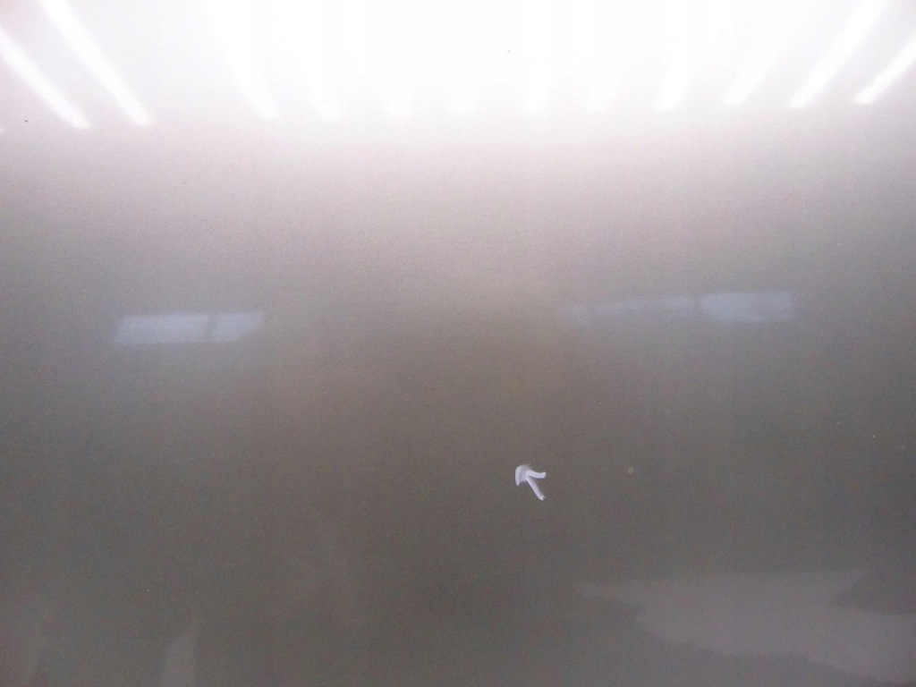 фото №6, Двері праве правий задня jaguar xf i x250 sedan золотий