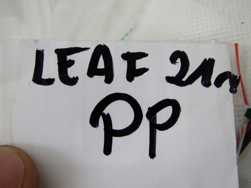 фото №9, Leaf ii 21r подушка подушка безпеки права w сидіння пасажира правий 0589-p1-000717