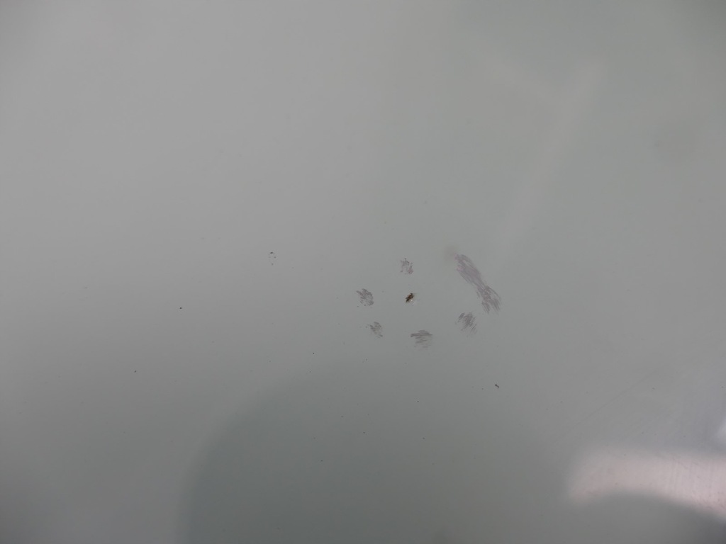 фото №12, Jeep cherokee kj lift скло лобове передня перед