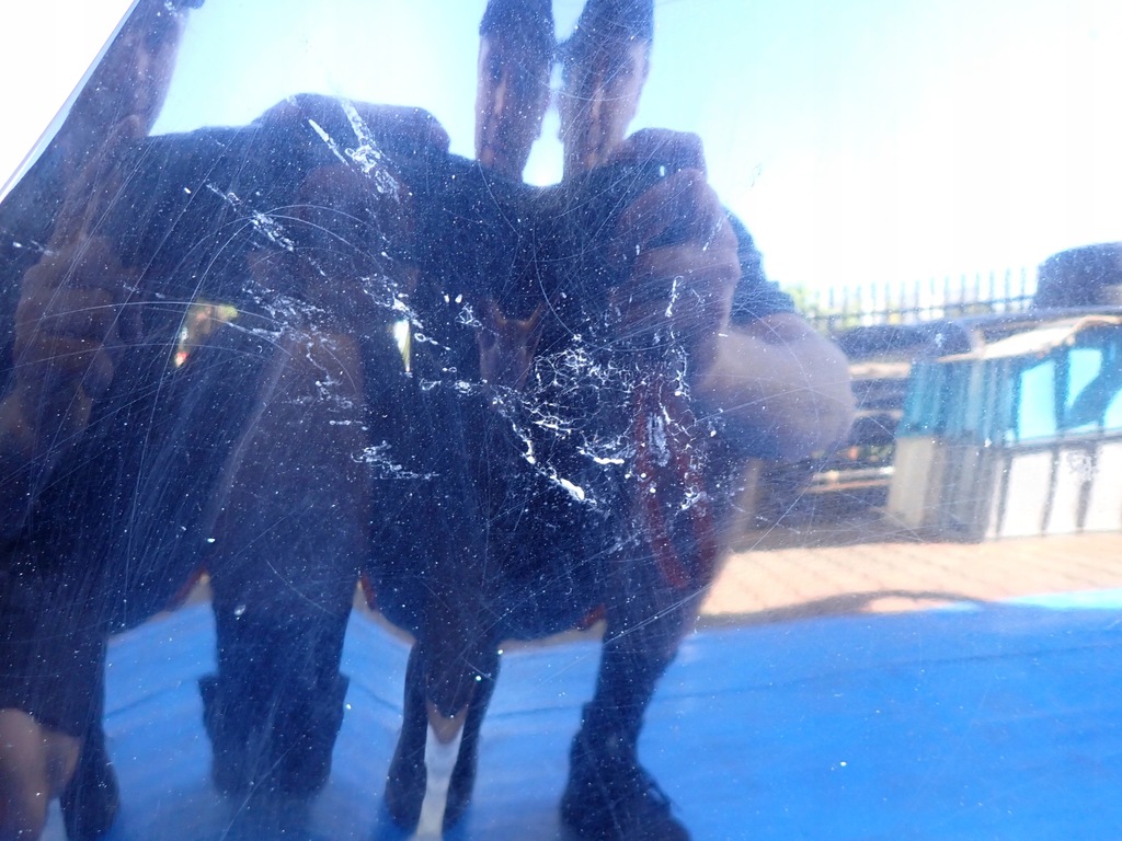 фото №4, Nissan micra k13 10-13 капот кришка двигуна kh3g