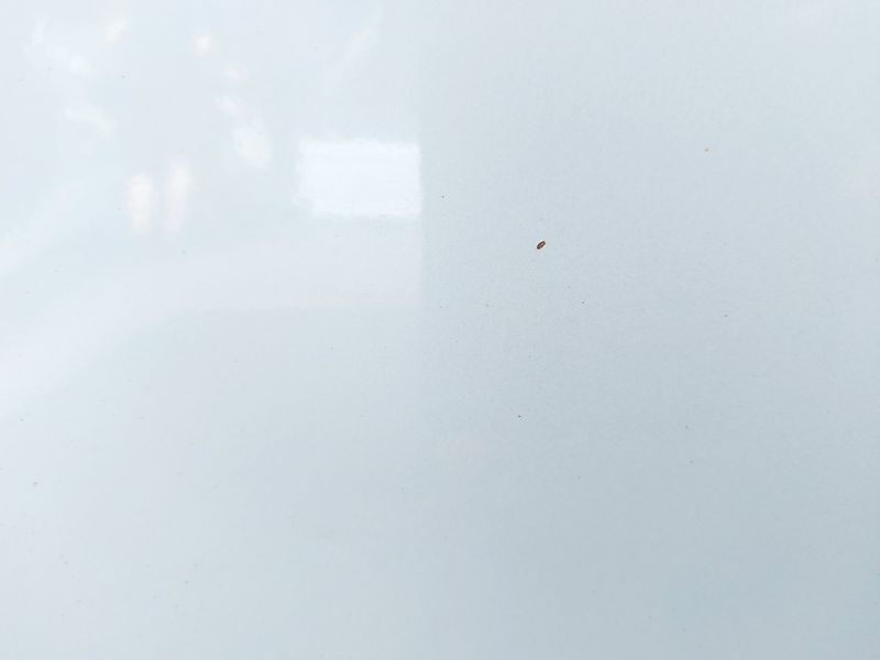 фото №7, Ford kuga mk1 дверь правый задняя правое задние b8