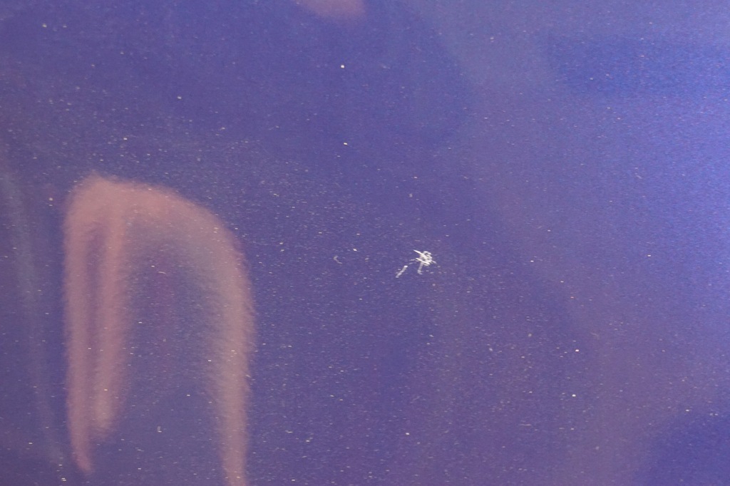 фото №11, Крыло правый перед citroen c4 picasso kpud