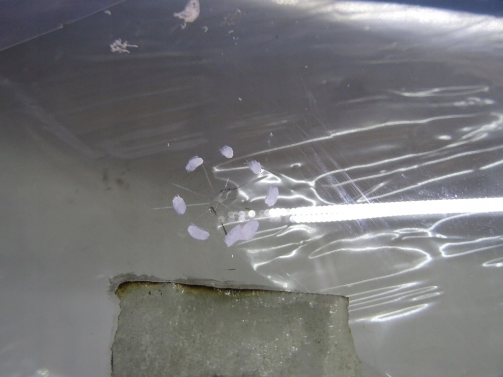 фото №5, Стекло лобовое mercedes w177 a1776707500