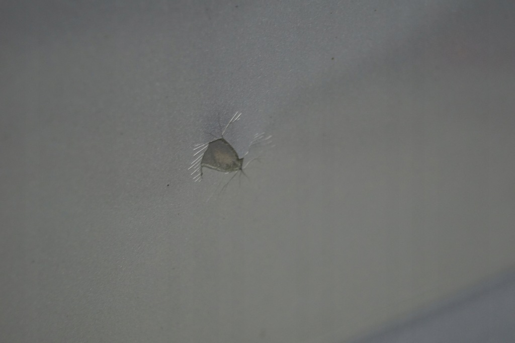 фото №9, Дверь правый перед dodge caliber ps2