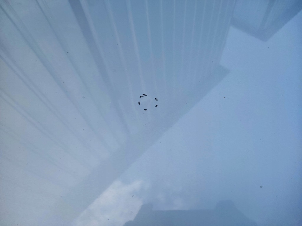 фото №6, Капот fiat doblo ii колір 612 10-15 оригінал #####