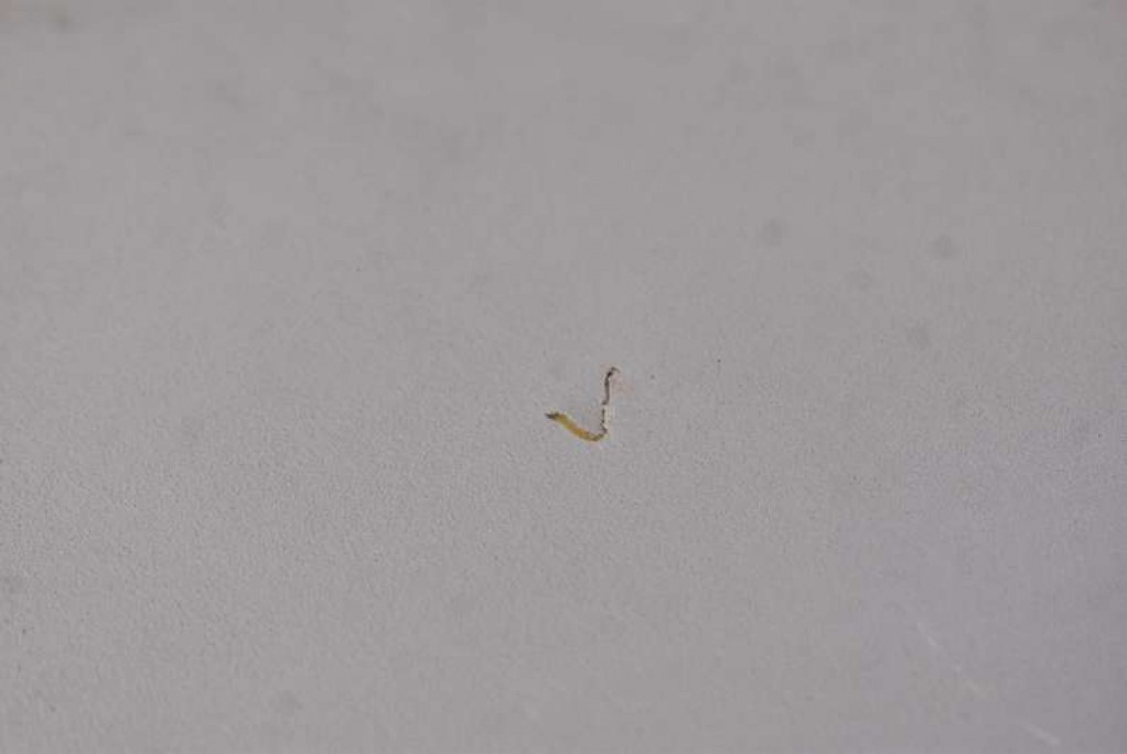 фото №6, Захист сонцезахисна eu 24409340 24409339 opel meriva a 04-10